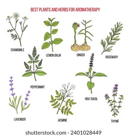 Las mejores hierbas para la aromaterapia. Conjunto de vectores dibujados a mano de plantas medicinales