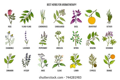 Best herbs for aromatherapy. Hand drawn vector set of medicinal plants