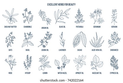 Best herbs for beauty care. Hand drawn vector set of medicinal plants