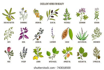 Best herbs for beauty care. Hand drawn vector set of medicinal plants