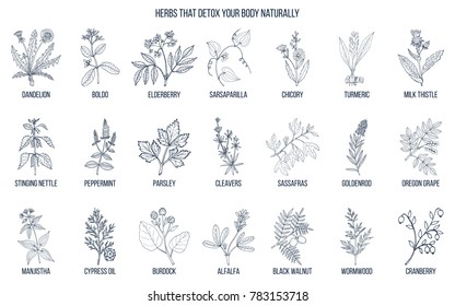 Best herbs for body detox. Hand drawn vector set of medicinal plants