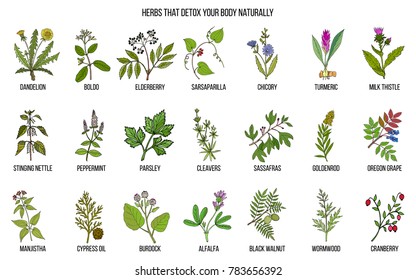 Best herbs for body detox. Hand drawn vector set of medicinal plants