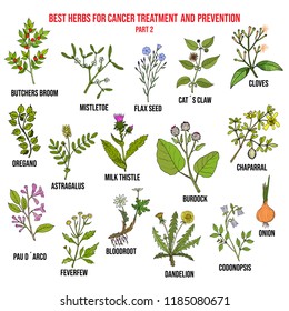 Best herbs for cancer treatment and prevention part 2. Hand drawn vector set of medicinal plants