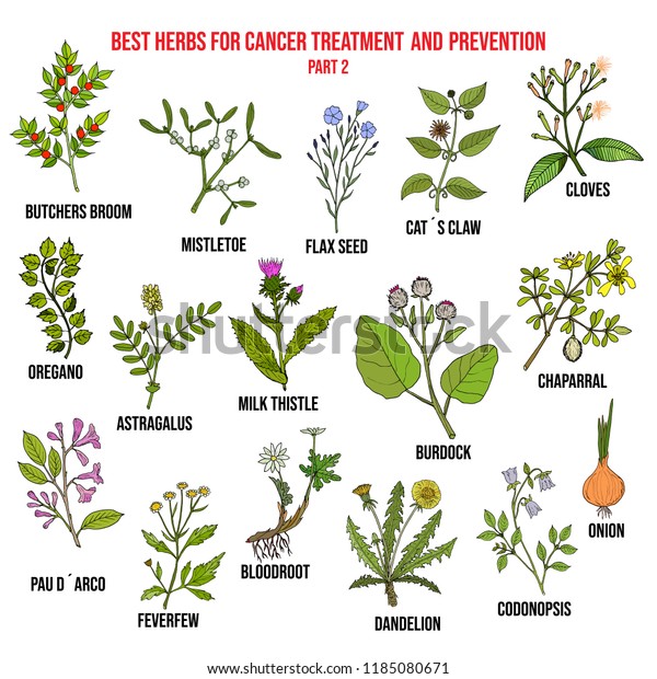 Best Herbs Cancer Treatment Prevention Part Stock Vector Royalty Free 1185080671