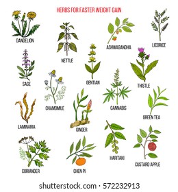 Best herbs for faster weight gain. Hand drawn set of medicinal herbs