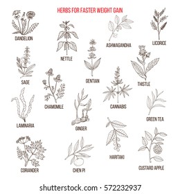 Best herbs for faster weight gain. Hand drawn set of medicinal herbs