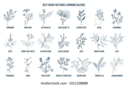 Best herbs for female hormone balance. Hand drawn vector set of medicinal plants