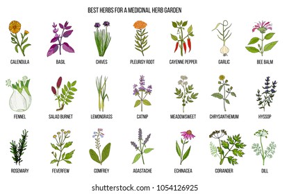 Best herbs to grow in your medicinal garden. Hand drawn vector set