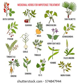 Best herbs for impotence treatment. Hand drawn set of medicinal herbs