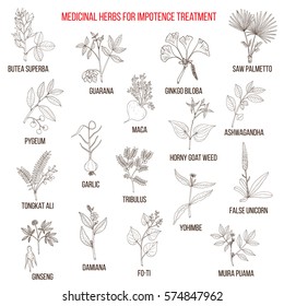 Best herbs for impotence treatment. Hand drawn set of medicinal herbs