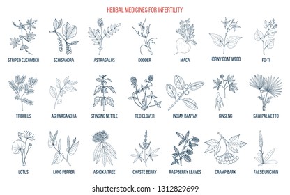 Best herbs for infertility. Hand drawn botanical vector illustration