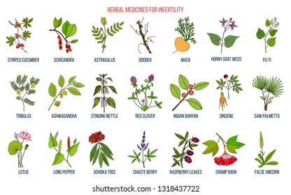 Best herbs for infertility. Hand drawn botanical vector illustration