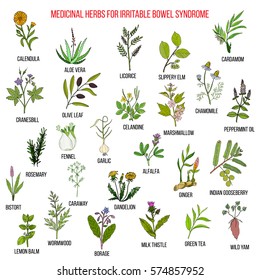 Best herbs for irritable bowel syndrome (IBS). Hand drawn set of medicinal herbs