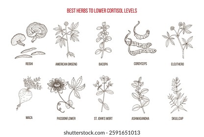 Best herbs to lower cortisol levels. Hand drawn botanical vector illustration