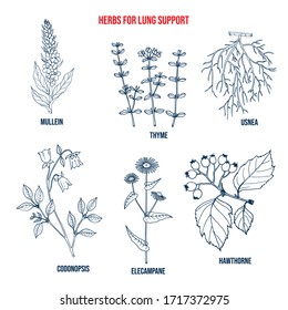 Best herbs for lung cleansing and respiratory support. Hand drawn botanical vector illustration