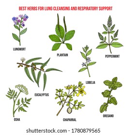Best herbs for lung cleansing and respiratory support. Hand drawn botanical vector illustration