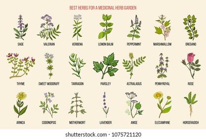 Best herbs for a medicinal garden. Vector hand drawn color collection