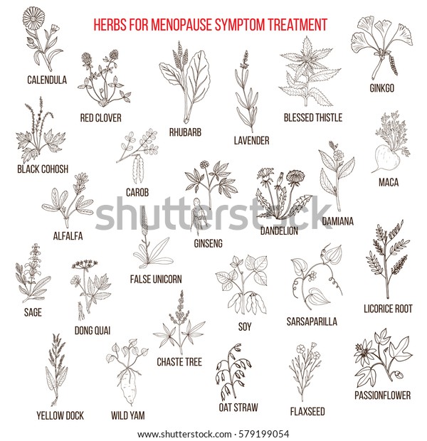 Best Herbs Menopause Symptom Treatment Hand Stock Vector (Royalty Free ...