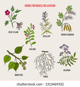 Best herbs for muscle relaxation. Hand drawn botanical vector illustration