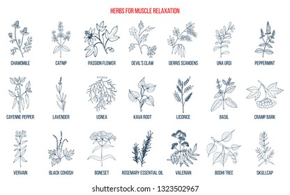 Best herbs for muscle relaxation. Hand drawn botanical vector illustration