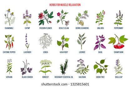 Best herbs for muscle relaxation. Hand drawn botanical vector illustration