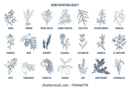 Best herbs for natural beauty. Hand drawn vector set of medicinal plants