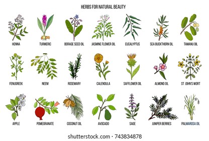 Best herbs for natural beauty. Hand drawn vector set of medicinal plants