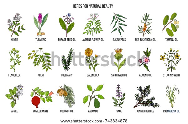 Best Herbs Natural Beauty Hand Drawn Stock Vector (Royalty Free ...