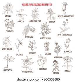 Best herbs for reducing high fever. Hand drawn vector set of medicinal plants