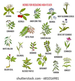 Best herbs for reducing high fever. Hand drawn vector set of medicinal plants