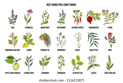 Best herbs for a sore throat. Hand drawn vector set of medicinal plants