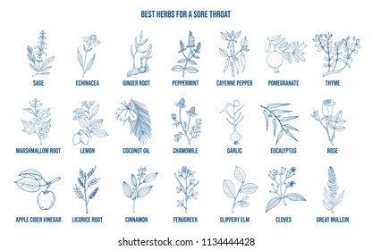 Best herbs for a sore throat. Hand drawn vector set of medicinal plants