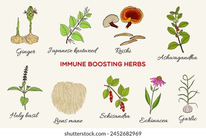 Best immune busting herbs and plants. Hand drawn botanical vector illustration