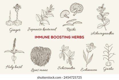 Las mejores hierbas y plantas inmunodepresoras. Ilustración vectorial botánica dibujada a mano