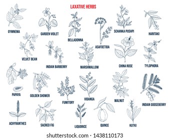 Best laxative herbs. Hand drawn vector set of medicinal plants