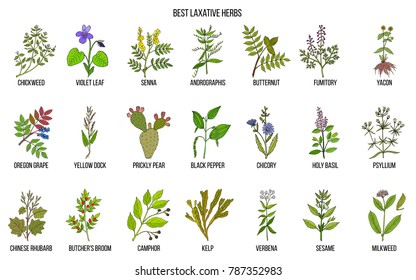 Best laxative herbs. Hand drawn vector set of medicinal plants