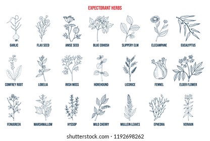 Best medicinal expectorant herbs. Hand drawn vector set of medicinal plants