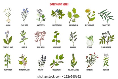 Best medicinal expectorant herbs. Hand drawn vector set of medicinal plants