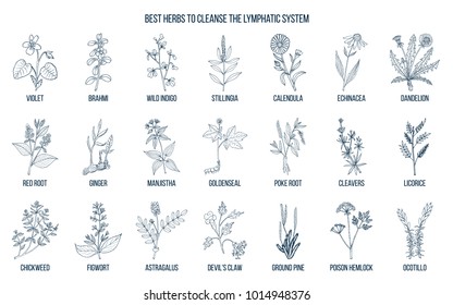 Best medicinal herbs to cleance the lymphatic system. Hand drawn vector set of medicinal plants