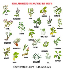 Best medicinal herbs to cure halitosis. Vector hand-drawn collection