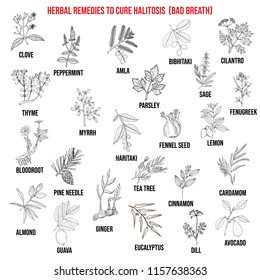 Best medicinal herbs to cure halitosis. Vector hand-drawn collection