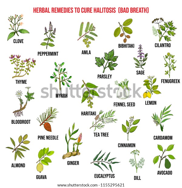 Best Medicinal Herbs Cure Halitosis Vector Stock Vector (Royalty Free ...