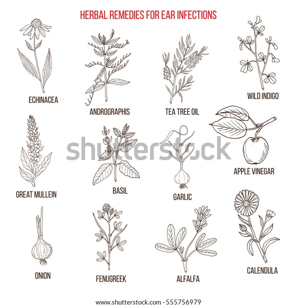 Best medicinal herbs for ear infections.\
Hand drawn vector set of medicinal\
plants