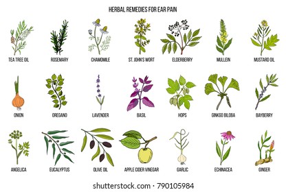 Best medicinal herbs for ear pain. Hand drawn vector set of medicinal plants