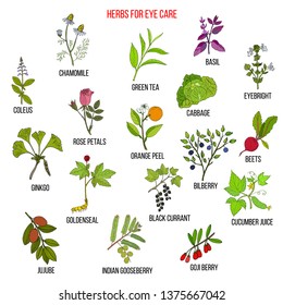 Best medicinal herbs for eyes care. Hand drawn vector set of medicinal plants