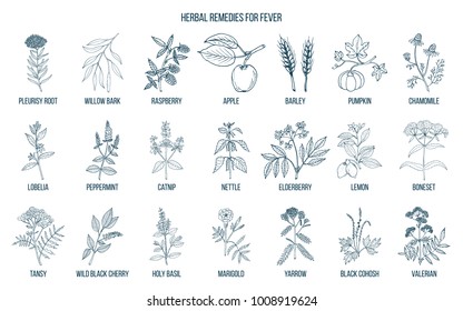 Best medicinal herbs for fever. Hand drawn vector set of medicinal plants