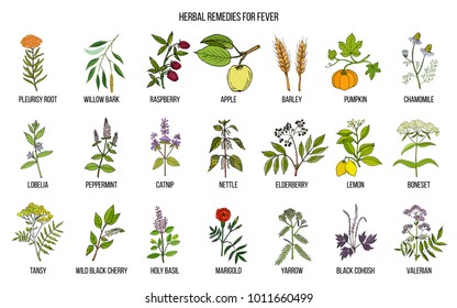 Best medicinal herbs for fever. Hand drawn vector set of medicinal plants
