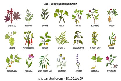 Best Medicinal Herbs For Fibromyalgia. Hand Drawn Vector Set Of Medicinal Plants