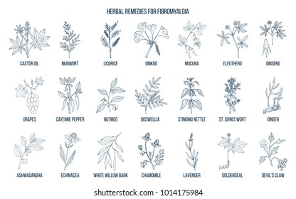 Best Medicinal Herbs For Fibromyalgia. Hand Drawn Vector Set Of Medicinal Plants