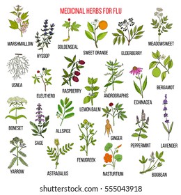 Best medicinal herbs for flu. Hand drawn vector set of medicinal plants